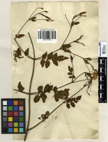 Filed as Jasminum grandiflorum L. [family OLEACEAE]