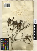 Filed as Euclea undulata Thunb. [family EBENACEAE]