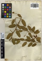 Filed as Capparis tomentosa [family CAPPARACEAE]