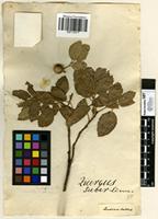 Filed as Quercus suber L. [family FAGACEAE]