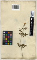 Filed as Jasminum grandiflorum L. [family OLEACEAE]