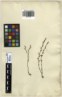 Filed as Striga hirsuta Benth. [family OROBANCHACEAE]