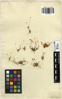 Filed as Sagina subulata [family CARYOPHYLLACEAE]