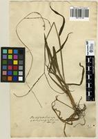 Filed as Paspalum conjugatum P.J.Bergius [family POACEAE]
