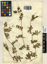 Filed as Vicia sativa L. [family LEGUMINOSAE]