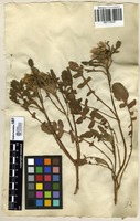 Filed as Centaurea pullata L. [family ASTERACEAE]