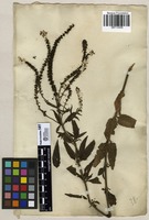Filed as Veronica longifolia L. [family SCROPHULARIACEAE]