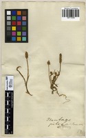 Filed as Plantago pilosa Pourr. [family PLANTAGINACEAE]