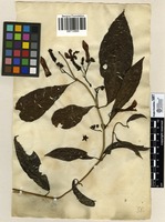 Filed as Echites semidigynus [family APOCYNACEAE]