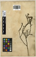 Filed as Selago corymbosa L. [family SCROPHULARIACEAE]