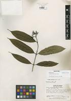 Isotype of Faramea bocataurensis Dwyer [family RUBIACEAE]