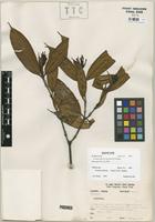 Isotype of Faramea jefensis Dwyer & M.V. Hayden [family RUBIACEAE]