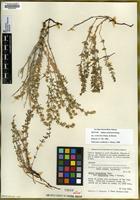 Galium serpenticum Demp. ssp. warnerense Demp. & Ehrend. [family RUBIACEAE]