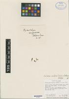 Holotype of Caluera vulpina Dodson & Determann [family ORCHIDACEAE]