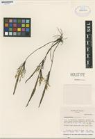 Holotype of Pleurothallis vasquezii Luer [family ORCHIDACEAE]
