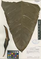 Holotype of Philodendron cruentospathum Madison [family ARACEAE]