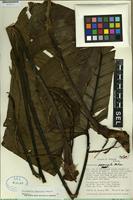 Isotype of Philodendron pogonocaule Madison [family ARACEAE]