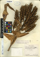 Paratype of Aechmea moorei H. Luther [family BROMELIACEAE]