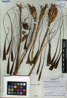 Paratype of Tillandsia setiformis Ehlers [family BROMELIACEAE]