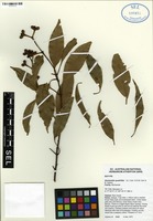 Isotype of Stockwellia quadrifida D.J. Carr, S.G.M. Carr & B. Hyland [family MYRTACEAE]