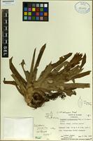Holotype of Guzmania jaramilloi H. Luther [family BROMELIACEAE]