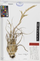 Isotype of Tillandsia atenangoensis Ehlers & R. Wülfinghoff [family BROMELIACEAE]