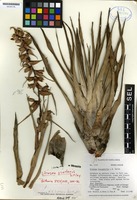 Paratype of Werauhia vietoris (Utley) J.R. Grant [family BROMELIACEAE]