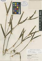Holotype of Scaphyglottis triloba B.R. Adams [family ORCHIDACEAE]