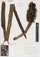 Paratype of Guzmania skotakii H. Luther [family BROMELIACEAE]
