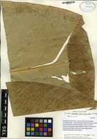 Paratype of Calathea plurispicata H. Kenn. [family MARANTACEAE]