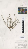 Holotype of Gyrocaryum oppositifolium Valdés [family BORAGINACEAE]