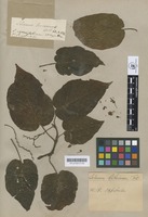 Type of Solanum betaceum Cav. [family SOLANACEAE]