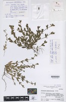 Isotype of Gyrocaryum oppositifolium Valdés [family BORAGINACEAE]