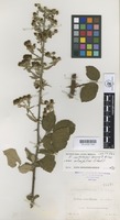 Isotype of Rubus castellanus Sennen & Elías [family ROSACEAE]