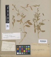 Type of Ononis compressa Lag. & Rodr. [family LEGUMINOSAE]