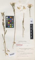 Holotype of Centaurea pullata subsp. baetica Talavera [family COMPOSITAE]
