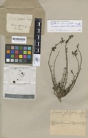 Type of Linaria filifolia Lag. [family SCROPHULARIACEAE]