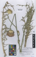Holotype of Onopordum hinojense Talavera et al. [family COMPOSITAE]