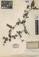 Type of Fagus antarctica G. Forst. var. microphylla Phil. [family FAGACEAE]