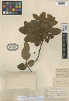Isotype of Nothofagus obliqua (Mirb.) Oerst. var. macrocarpa DC. [family FAGACEAE]