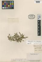 Type of Roubieva microcarpa Phil. [family CHENOPODIACEAE]