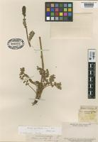 Type of Acaena calcitrapa Phil. [family ROSACEAE]