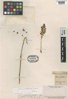 Type of Acaena euacantha Phil. [family ROSACEAE]