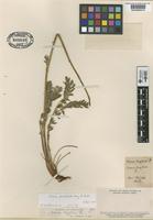 Type of Acaena longifolia Phil. [family ROSACEAE]