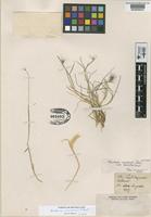 Isotype of Hordeum comosum Presl var. humilis E. Desv. [family GRAMINEAE]