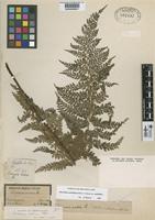 Type of Dicksonia andina Phil. [family CYATHEACEAE]