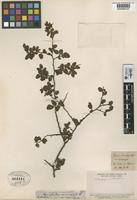 Type of Fagus antarctica G. Forst. var. microphylla Phil. [family FAGACEAE]