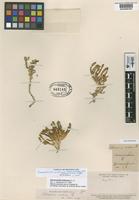 Lectotype of Salicornia andina Phil. [family CHENOPODIACEAE]