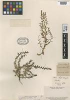 Type of Suaeda multiflora Phil. [family CHENOPODIACEAE]