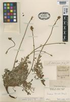 Type of Acaena fuegina Phil. [family ROSACEAE]